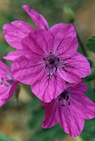 Erodium manescavi